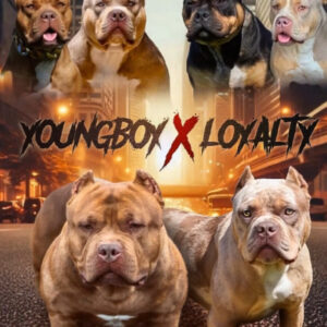 Youngboy & Loyalty puppies Female Picks