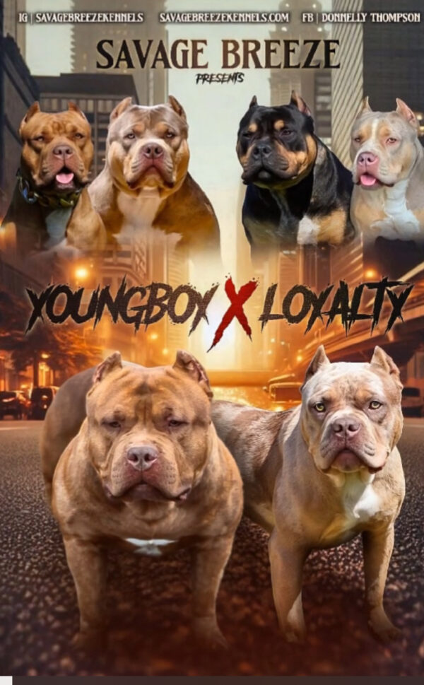 Youngboy & Loyalty puppies Female Picks