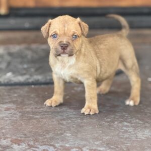 Chocolate fawn female Youngboy clone