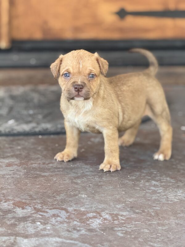Chocolate fawn female Youngboy clone