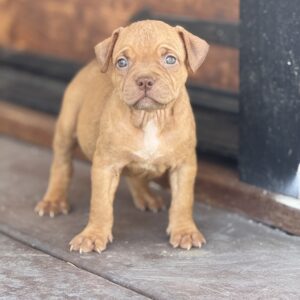 Chocolate fawn female Youngboy & Loyalty