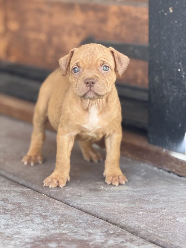 Chocolate fawn female Youngboy & Loyalty