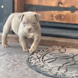 Lilac tri xl bully female Youngboy & Loyalty