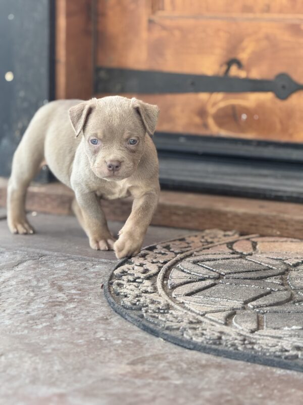 Lilac tri xl bully female Youngboy & Loyalty