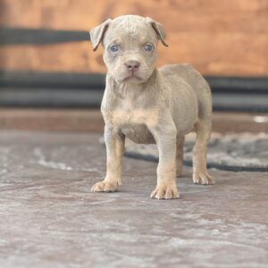 Lilac tri female Youngboy & Loyalty