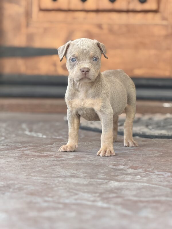 Lilac tri female Youngboy & Loyalty
