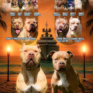 PLAYBOY & TRINA XL AMERICAN BULLY PUPS