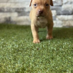 XL American Bully Male 2nd Generation