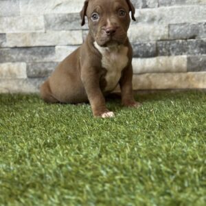 XL American Bully Male 2nd Generation