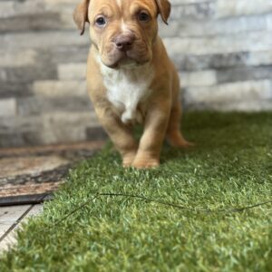 XL American Bully puppies #1