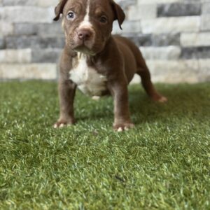 XL MALE 2ND generation Savage Breeze