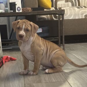 XL American Bully Female 2nd Generation