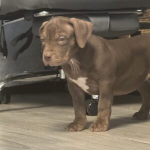XL American Bully Female 2nd Generation