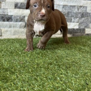 XL American Bully Female puppy 2nd Generation Savage Breeze
