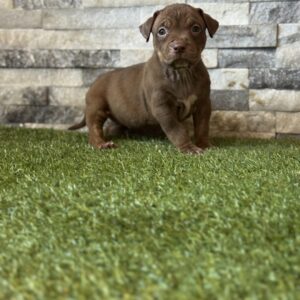 XL American Bully Female 2nd Generation