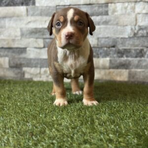 XL American Bully puppy 2nd Generation Savage Breeze