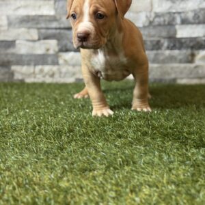 XL American Bully Female 2nd Generation