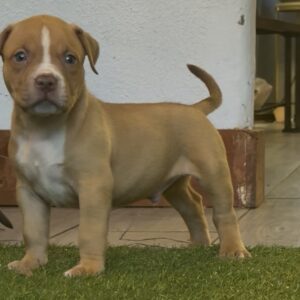 XL American Bully Male 2nd Generation